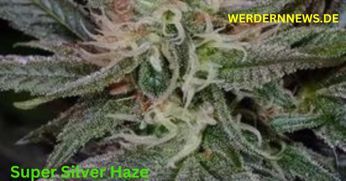 Super Silver Haze