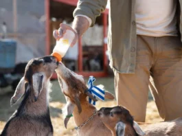 Ergänzungsfuttermittel Tiere