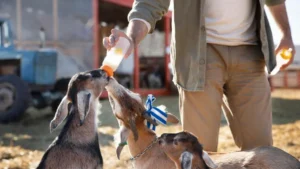 Ergänzungsfuttermittel Tiere