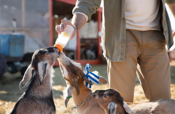 Ergänzungsfuttermittel Tiere